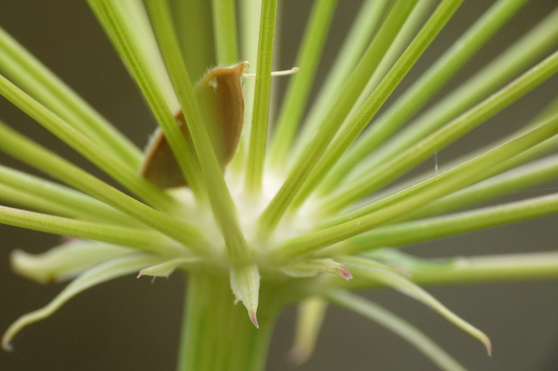 Fleur.JPG