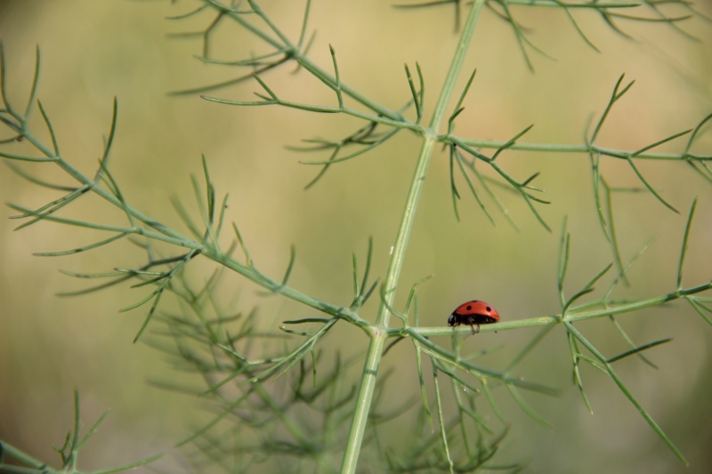 COCCINELLE.JPG