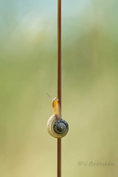 escargot-translucide2.jpg