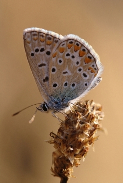 AZURE VALERIE BESLANT CARNOULES 83.JPG