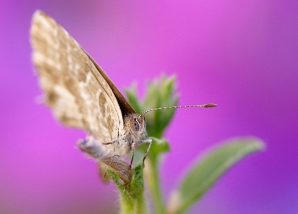 PAPILLON VALERIE BESLANT CARNOULES 83.jpg