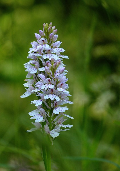 Orchi  08062012.jpg