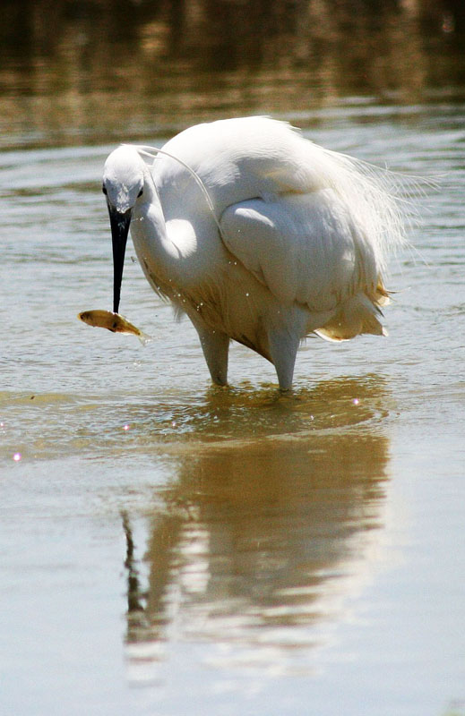 Aigrette Garzette.jpg