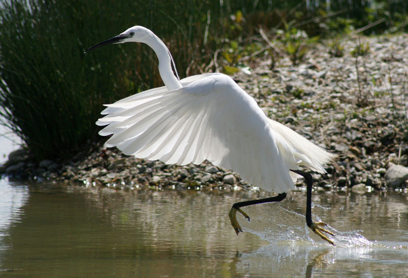 Aigrette Garzette (2).jpg