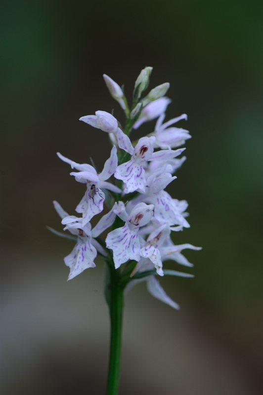 fuchs blanc.jpg