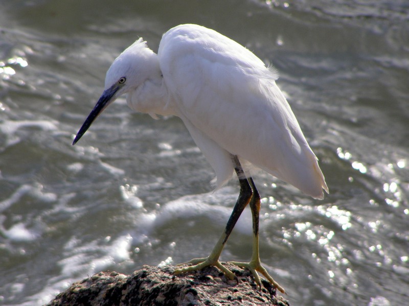 Aigrette 2.JPG