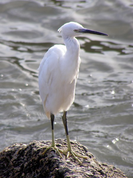 Aigrette 3.JPG