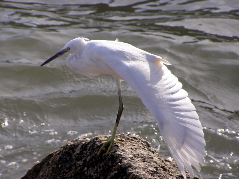 Aigrette.JPG