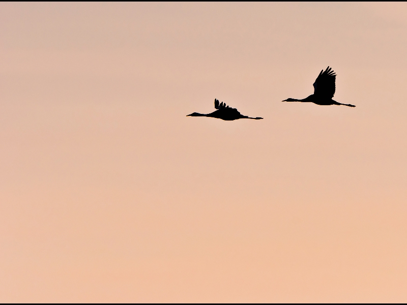 Migrations et migrateurs_800x600.jpg