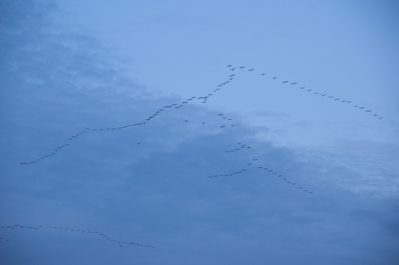DSC_0140-1.jpg