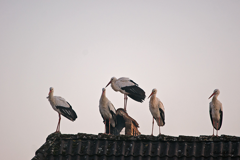 cigogne-nature.jpg