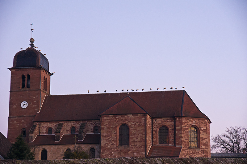 eglise-cigogne.jpg