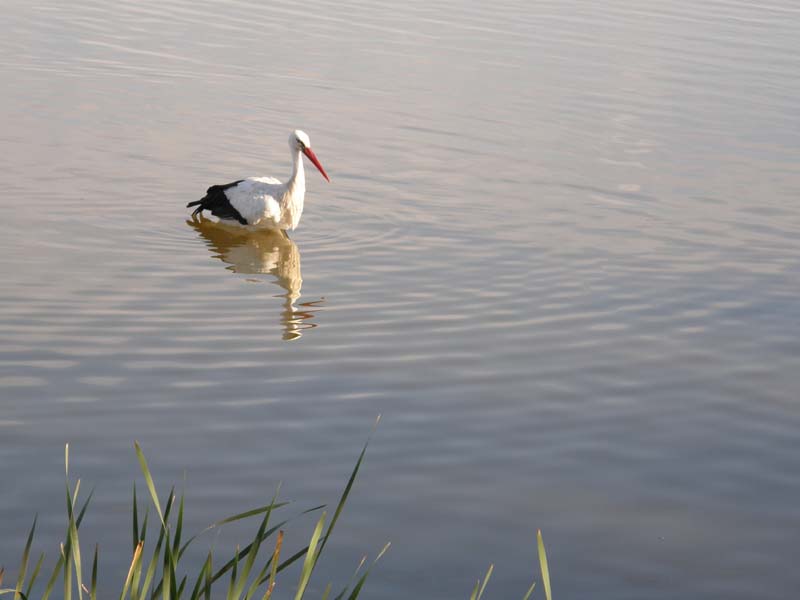 Cigogne_1.JPG