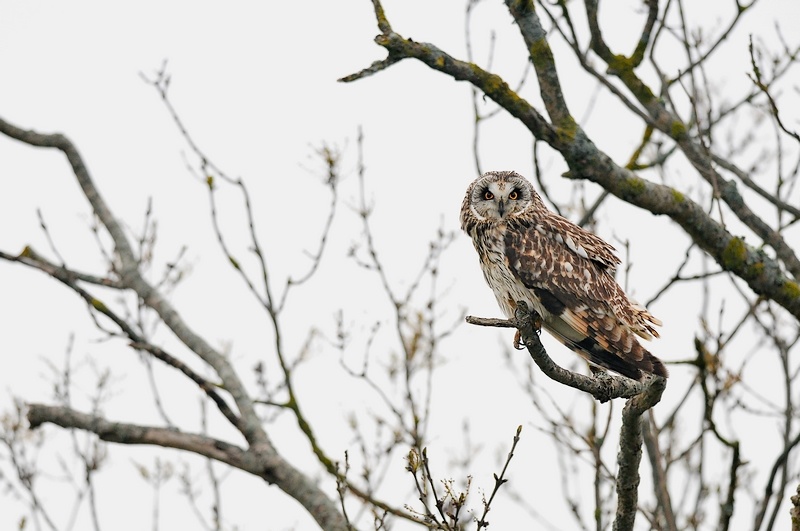 Hibou des marais (124).JPG
