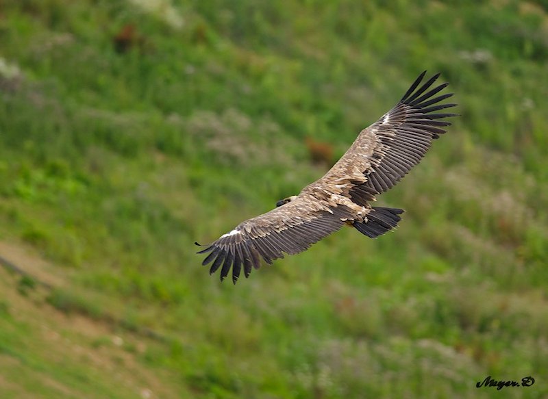 DSC_1651.jpg