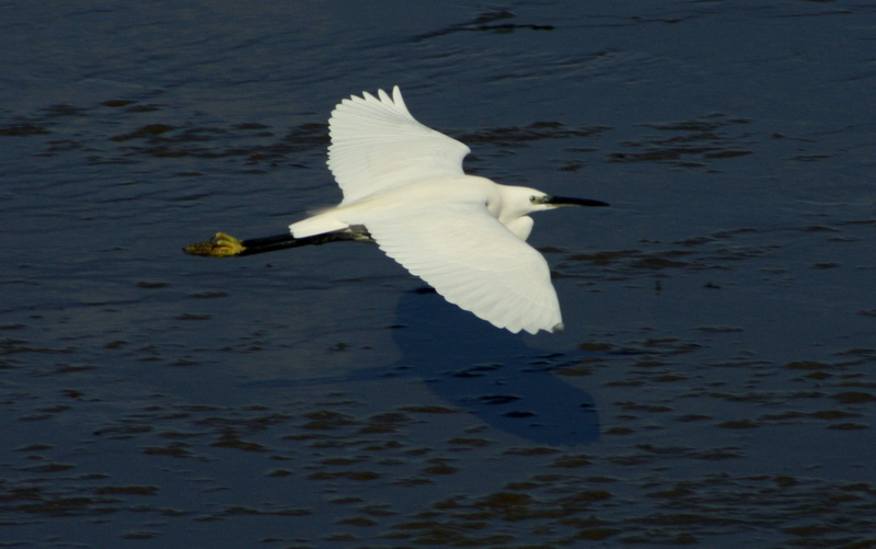 Aigrette garzette.JPG