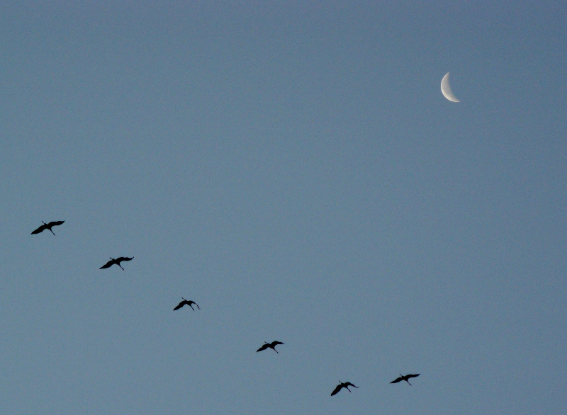 P1180407copie.JPG