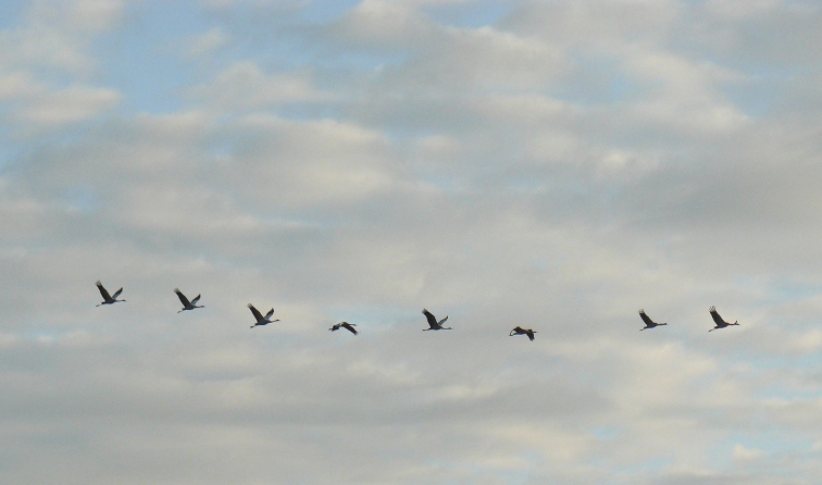 P1180437.copie.JPG