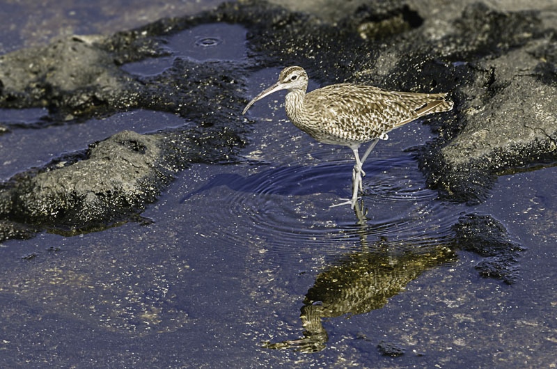 pixelistes 2012.07.22 _ADT8643_.jpg