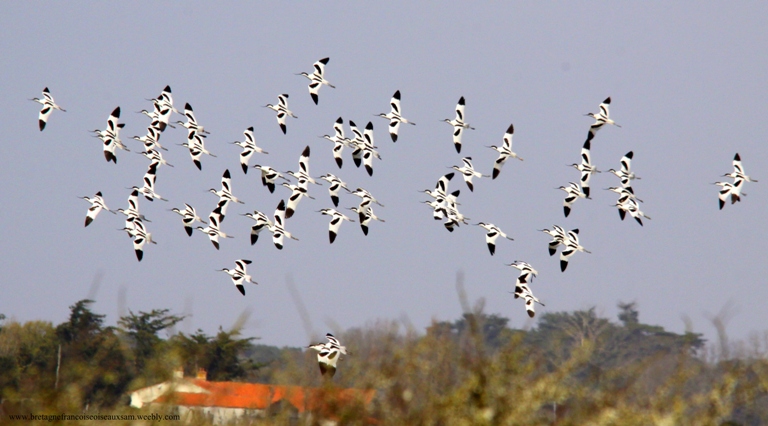 vol avocettes-001.jpg