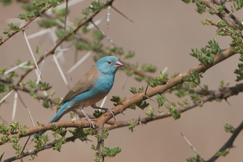 11-cordon bleu cyanocéphale.jpg