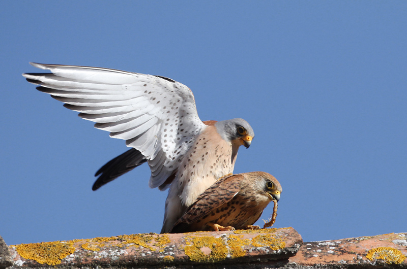 accouplement faucons crécerellettes.jpg