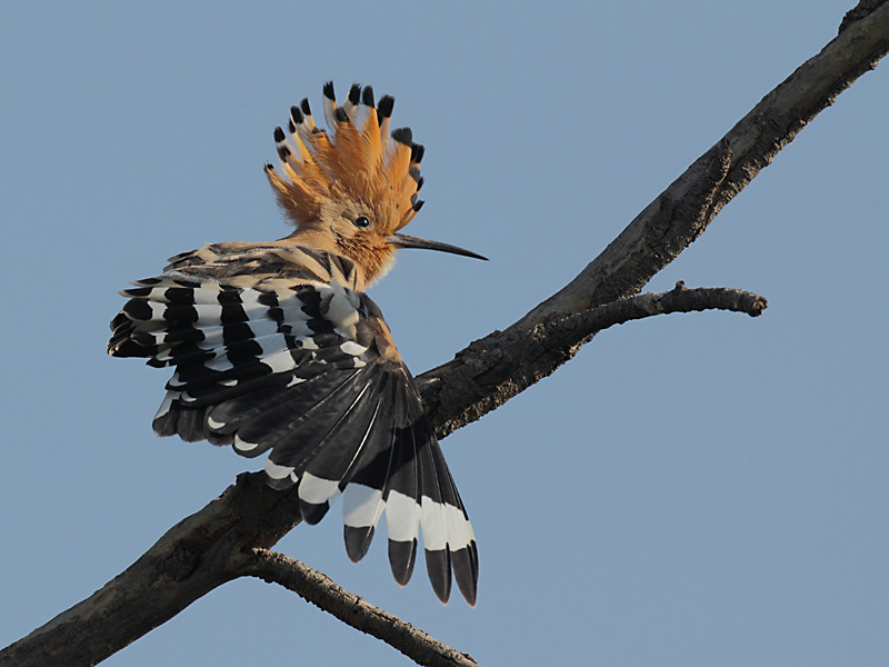 huppe déployant ses ailes.jpg
