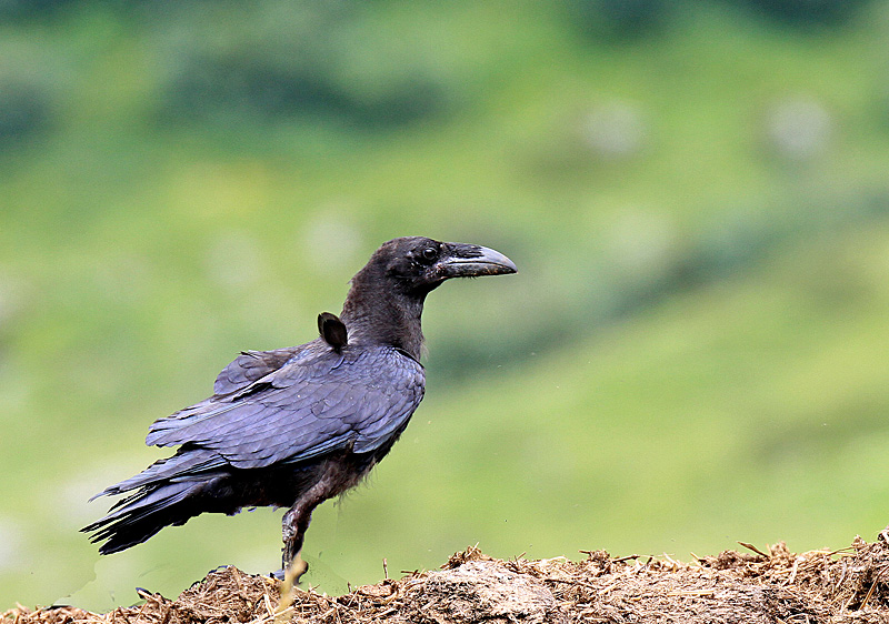 Grand corbeau immature 4 copie.jpg