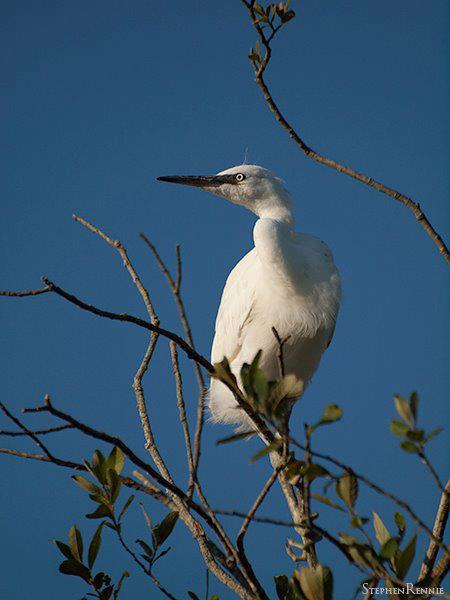 aigrette.jpg