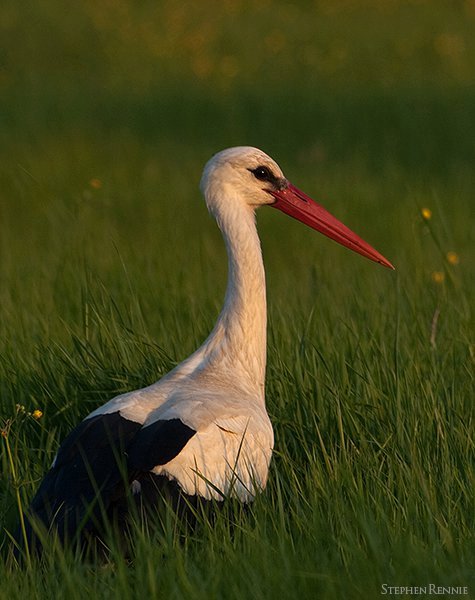 cigogne.jpg