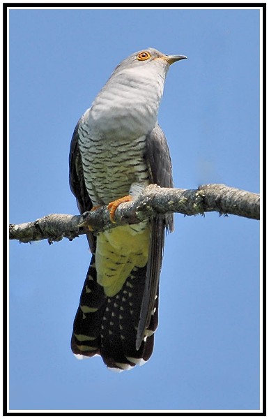 oiseau324.jpg