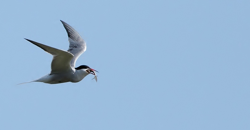 oiseau396.jpg