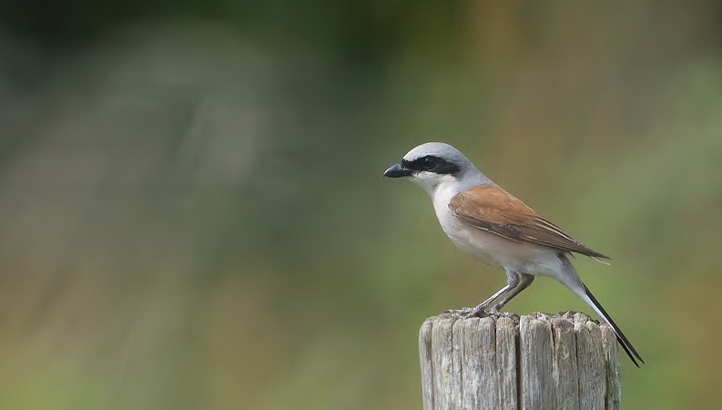 oiseau617.jpg