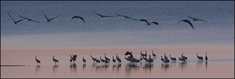 02-12-3481-grues.jpg