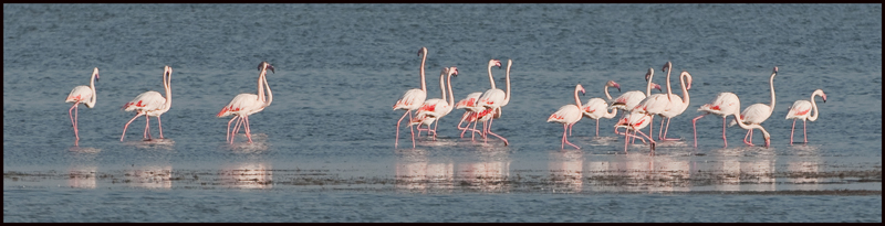 flamants-075.jpg