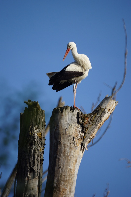 cigogne.JPG