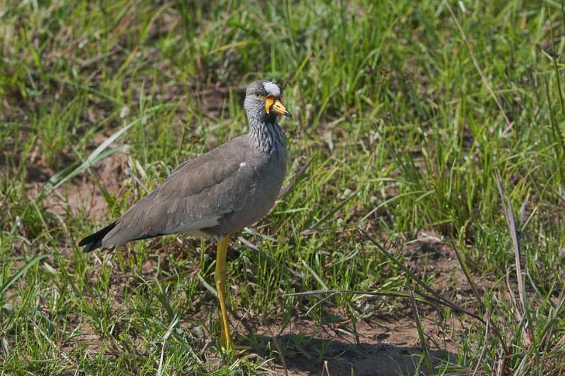 25-Vanneau du Sénégal.jpg