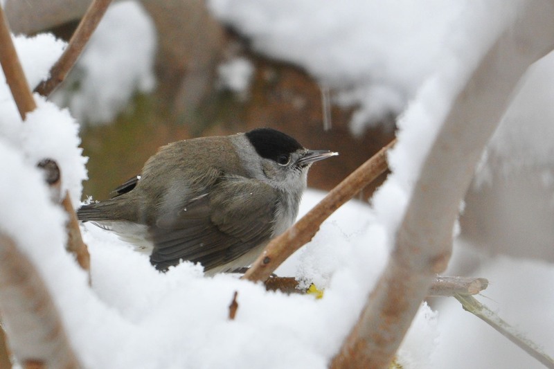 Oiseaux_28_1.JPG