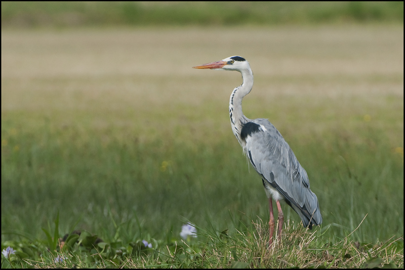 36-heron cendré.jpg