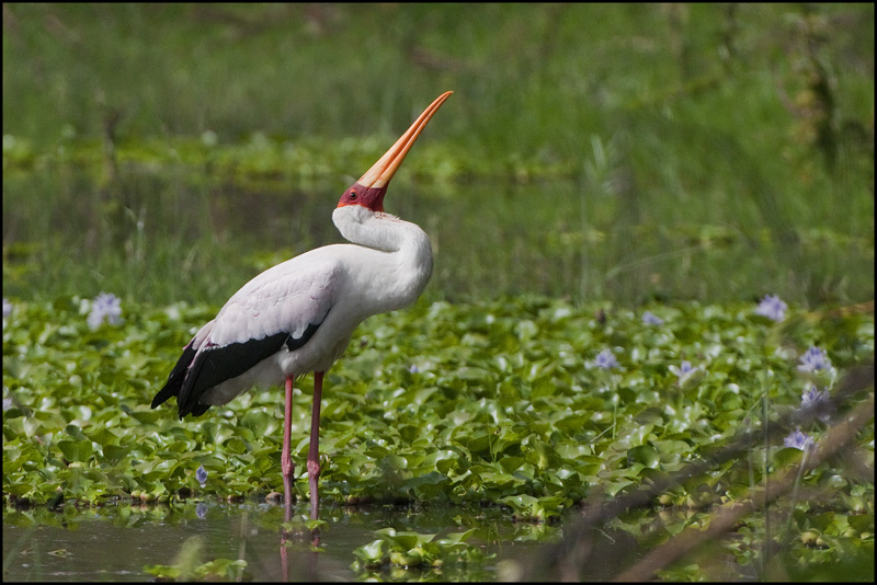 38-Tantale ibis.jpg