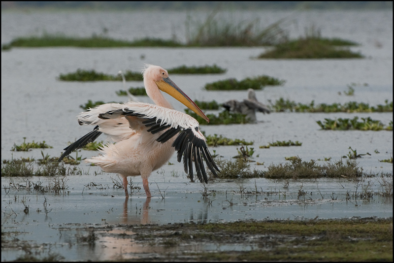 48-Pelican blanc.jpg