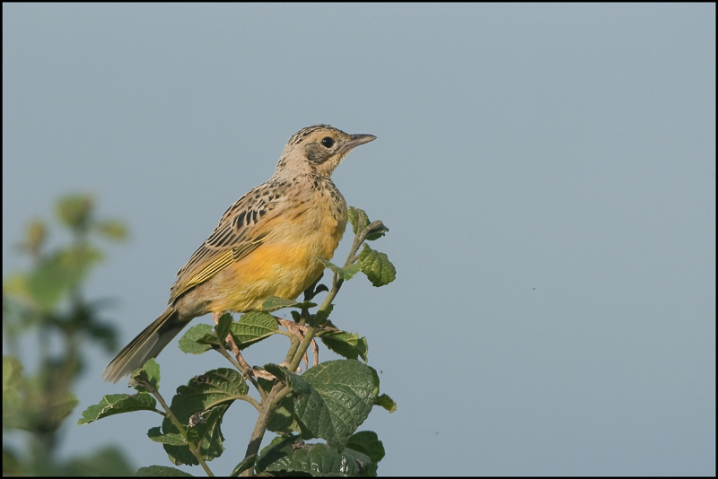 61-Pipit d sharpe.jpg