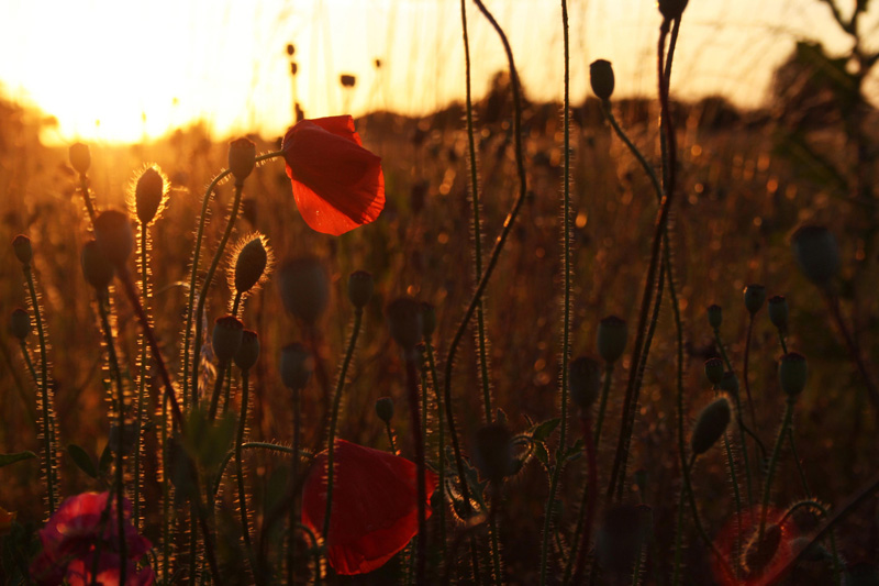 coquelicot.jpg