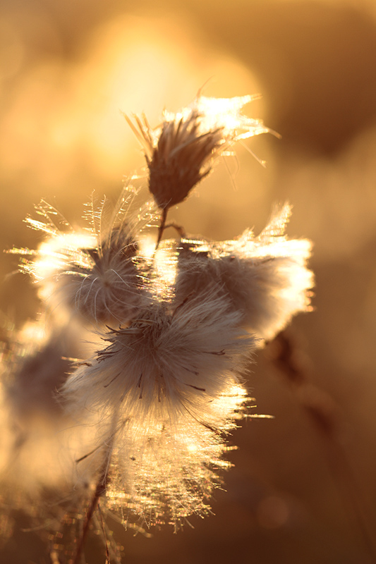 _MG_6364.jpg