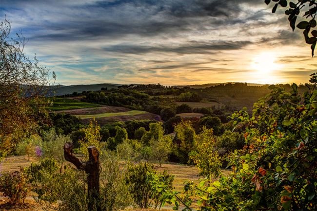 Campagne Toscane.jpg