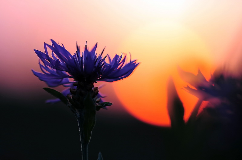 Soleil du soir.JPG