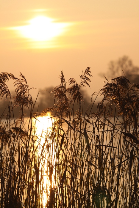 coucher de soleil sur le marais.JPG