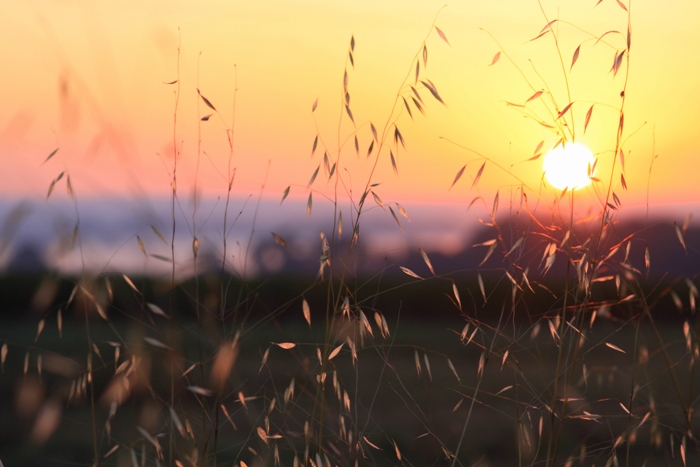 coucher de soleil dans les herbes.jpg
