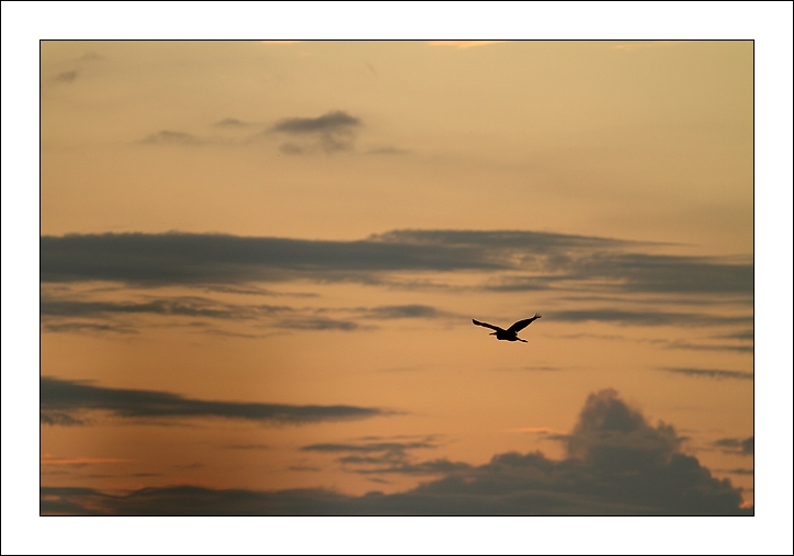 2012-08-13_IMG_4914_heron_i_et_n.jpg