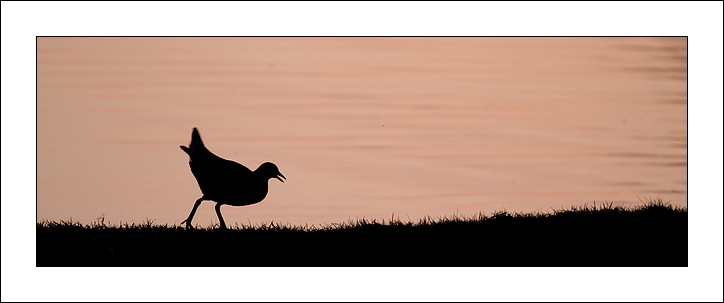 2012-03-04_IMG_0459_gallinule_i_et_n.jpg